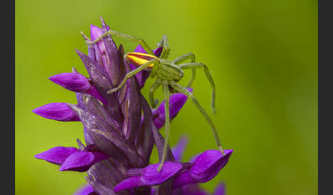 Grüne Huschspinne (Micrommata  virescens)