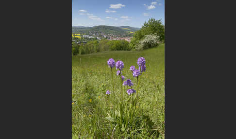 Dreizähniges Knabenkraut (Orchis tridentata)