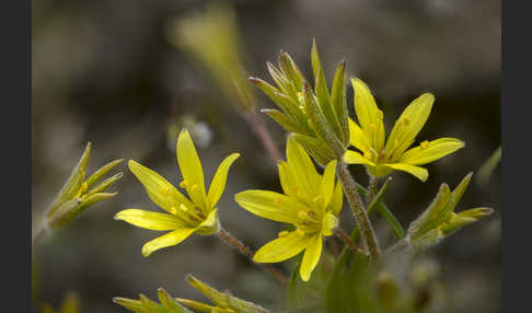 Acker-Goldstern (Gagea villosa)