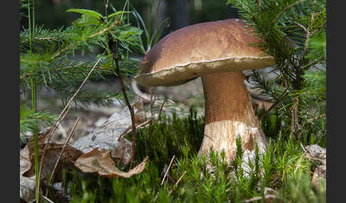 Steinpilz (Boletus edulis)