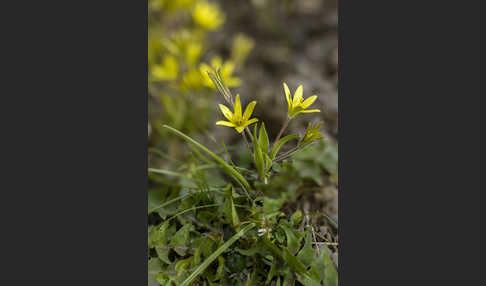 Acker-Goldstern (Gagea villosa)