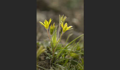 Acker-Goldstern (Gagea villosa)