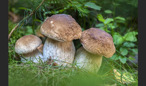 Steinpilz (Boletus edulis)