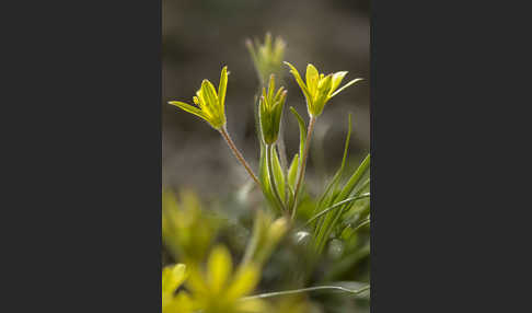 Acker-Goldstern (Gagea villosa)