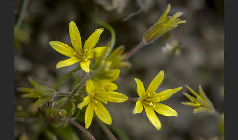 Acker-Goldstern (Gagea villosa)