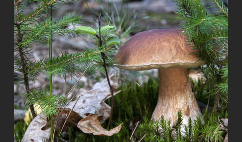 Steinpilz (Boletus edulis)