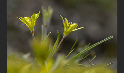 Acker-Goldstern (Gagea villosa)