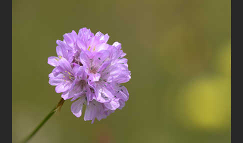 Bottendorfer Grasnelke (Armeria marittima var. Bottendorfensis)