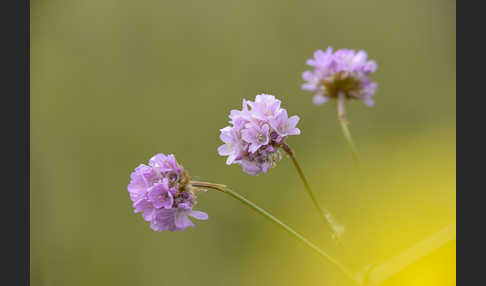 Bottendorfer Grasnelke (Armeria marittima var. Bottendorfensis)