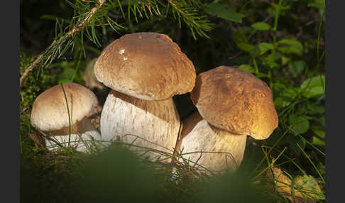 Steinpilz (Boletus edulis)