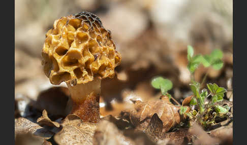 Speisemorchel (Morchella esculenta)