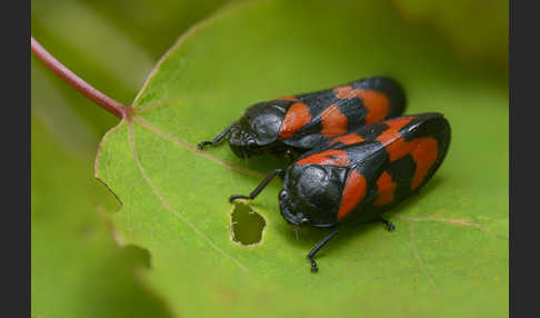 Blutzikade (Cercopis vulnerata)