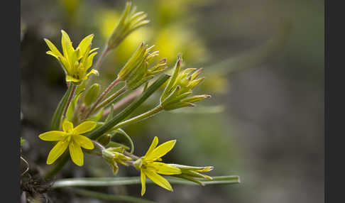 Acker-Goldstern (Gagea villosa)