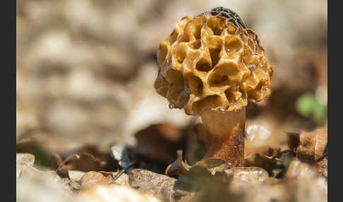 Speisemorchel (Morchella esculenta)