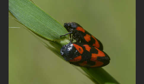 Blutzikade (Cercopis vulnerata)