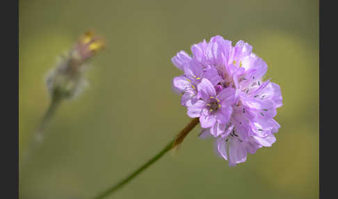 Bottendorfer Grasnelke (Armeria marittima var. Bottendorfensis)