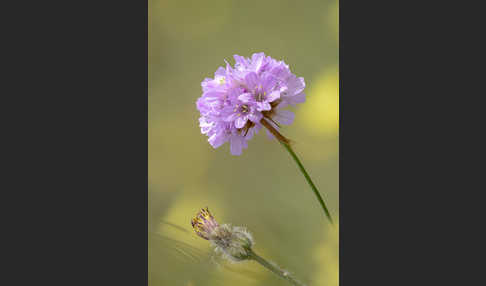 Bottendorfer Grasnelke (Armeria marittima var. Bottendorfensis)