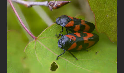 Blutzikade (Cercopis vulnerata)