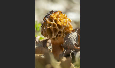 Speisemorchel (Morchella esculenta)