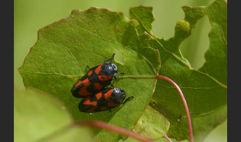 Blutzikade (Cercopis vulnerata)