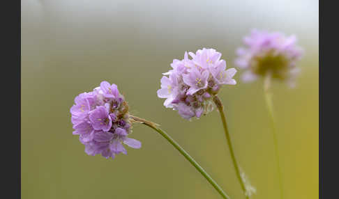 Bottendorfer Grasnelke (Armeria marittima var. Bottendorfensis)