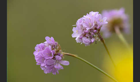 Bottendorfer Grasnelke (Armeria marittima var. Bottendorfensis)