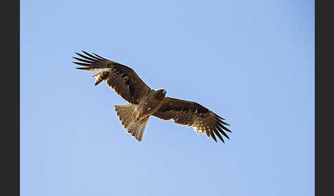 Zwergadler (Aquila pennata)