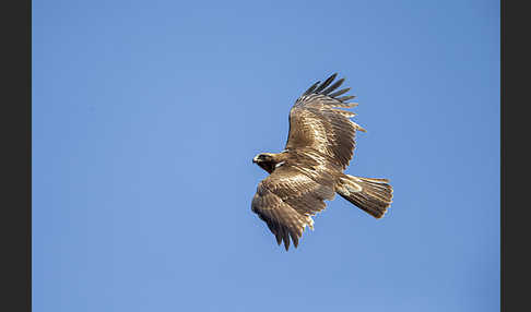 Zwergadler (Aquila pennata)