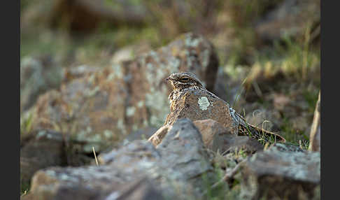 Ziegenmelker (Caprimulgus europaeus)