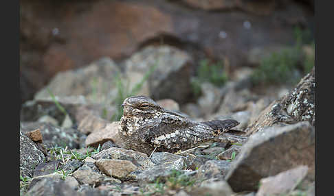 Ziegenmelker (Caprimulgus europaeus)