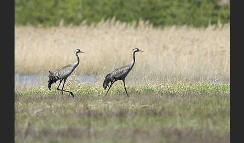 Kranich (Grus grus)