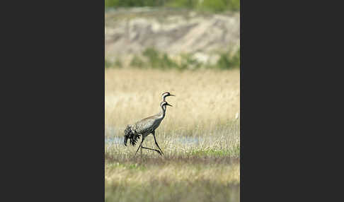 Kranich (Grus grus)