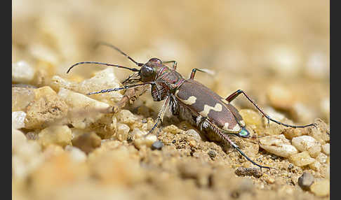 Kupferbrauner Sandlaufkäfer (Cicindela hybrida)