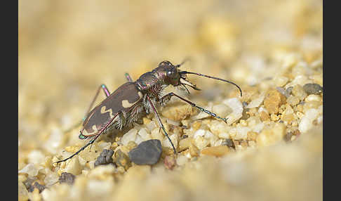 Kupferbrauner Sandlaufkäfer (Cicindela hybrida)