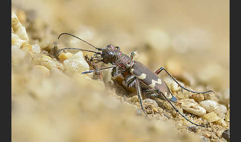 Kupferbrauner Sandlaufkäfer (Cicindela hybrida)