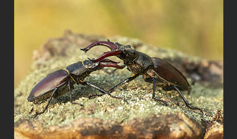 Hirschkäfer (Lucanus cervus)