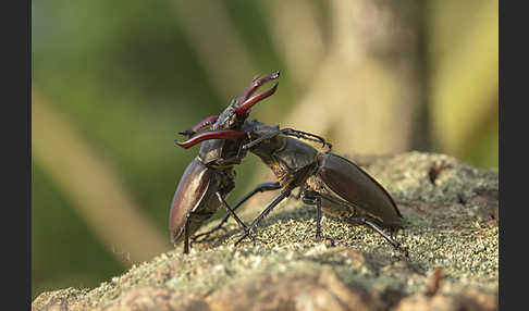 Hirschkäfer (Lucanus cervus)