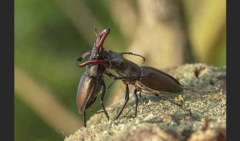 Hirschkäfer (Lucanus cervus)