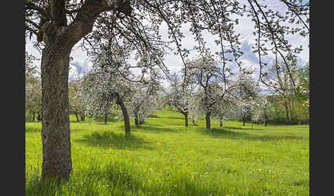 Streuobstwiese (meadow orchard)