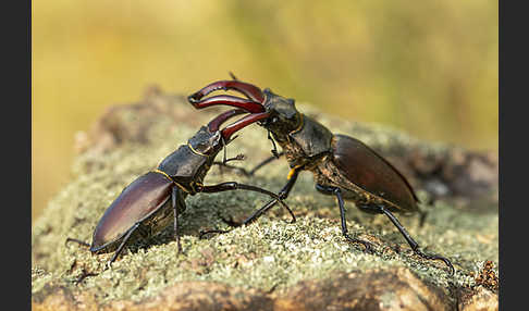 Hirschkäfer (Lucanus cervus)