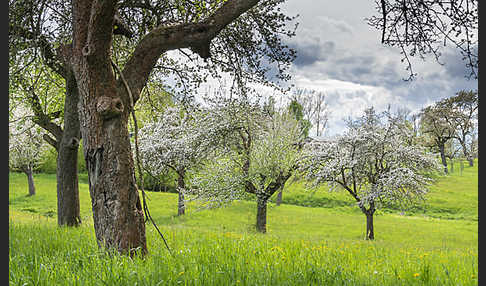 Streuobstwiese (meadow orchard)