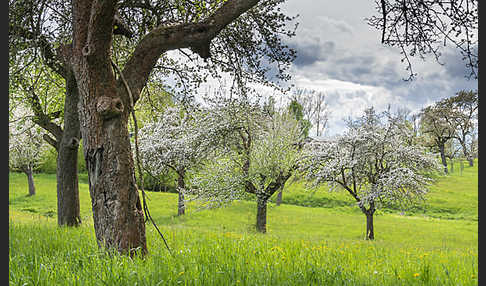 Streuobstwiese (meadow orchard)