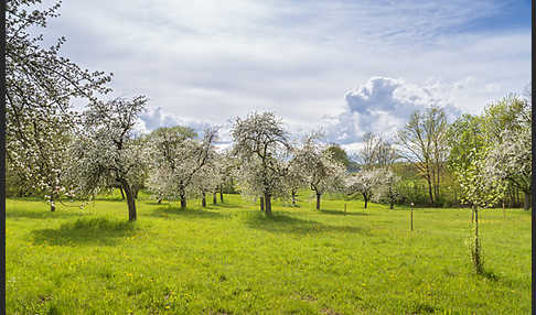 Streuobstwiese (meadow orchard)