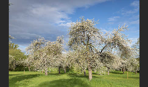 Streuobstwiese (meadow orchard)