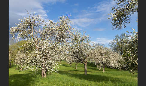 Streuobstwiese (meadow orchard)