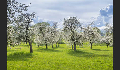 Streuobstwiese (meadow orchard)