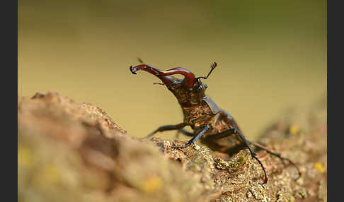 Hirschkäfer (Lucanus cervus)