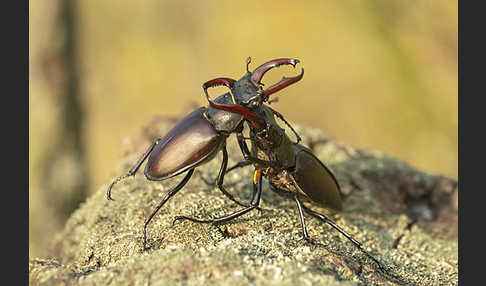 Hirschkäfer (Lucanus cervus)