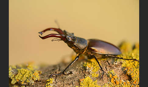 Hirschkäfer (Lucanus cervus)