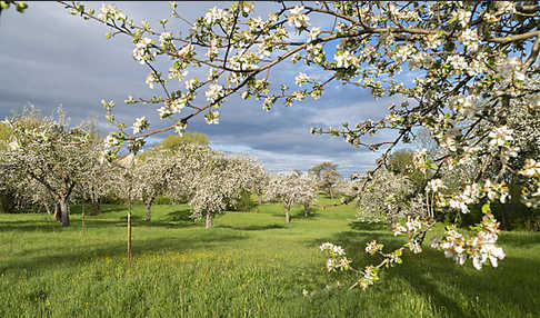 Streuobstwiese (meadow orchard)